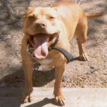 media/Yabroughs Red Raven Pit Bull.jpg